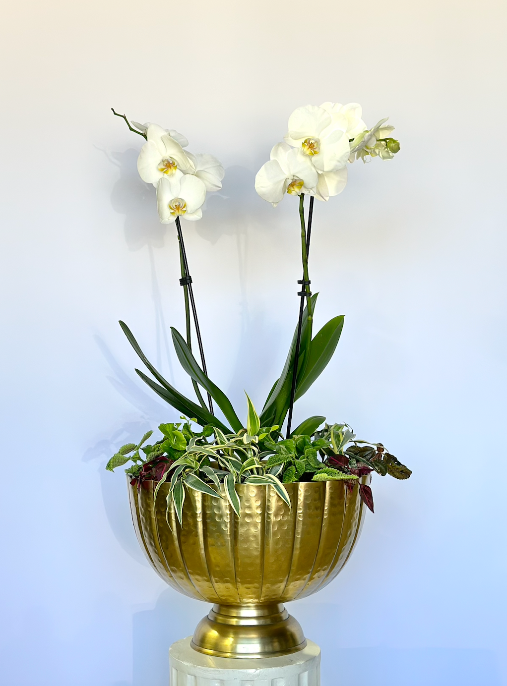 Cascading Orchid Arrangement