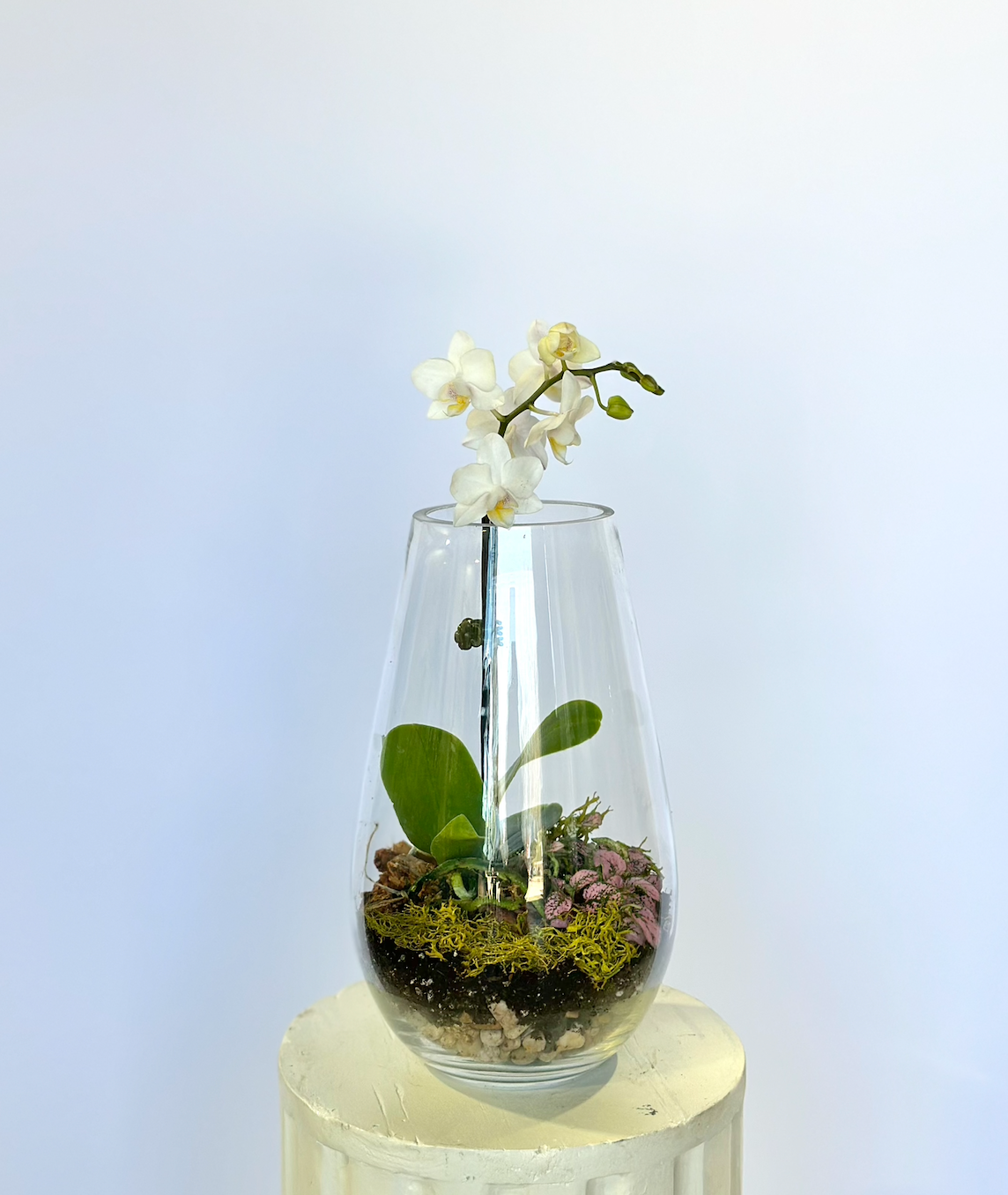 Mini Orchid Terrarium