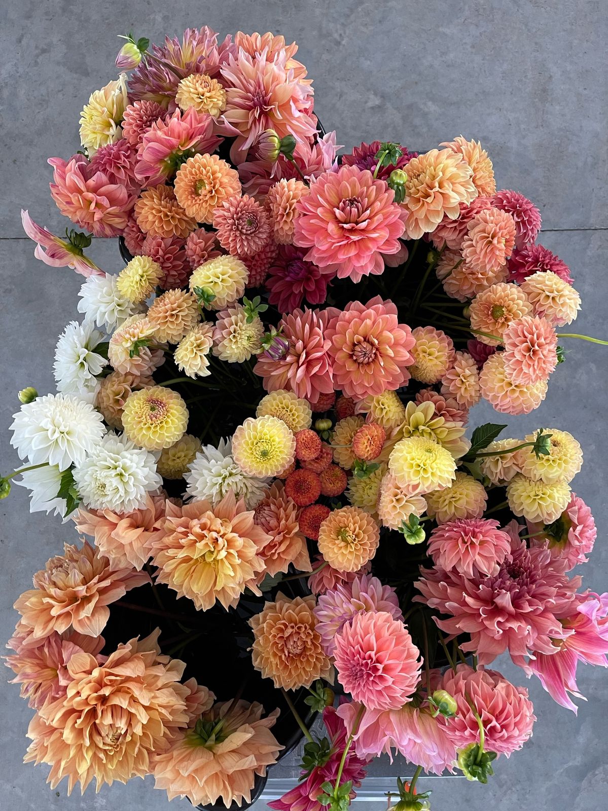 Design with Dahlias Workshop (1st Session)