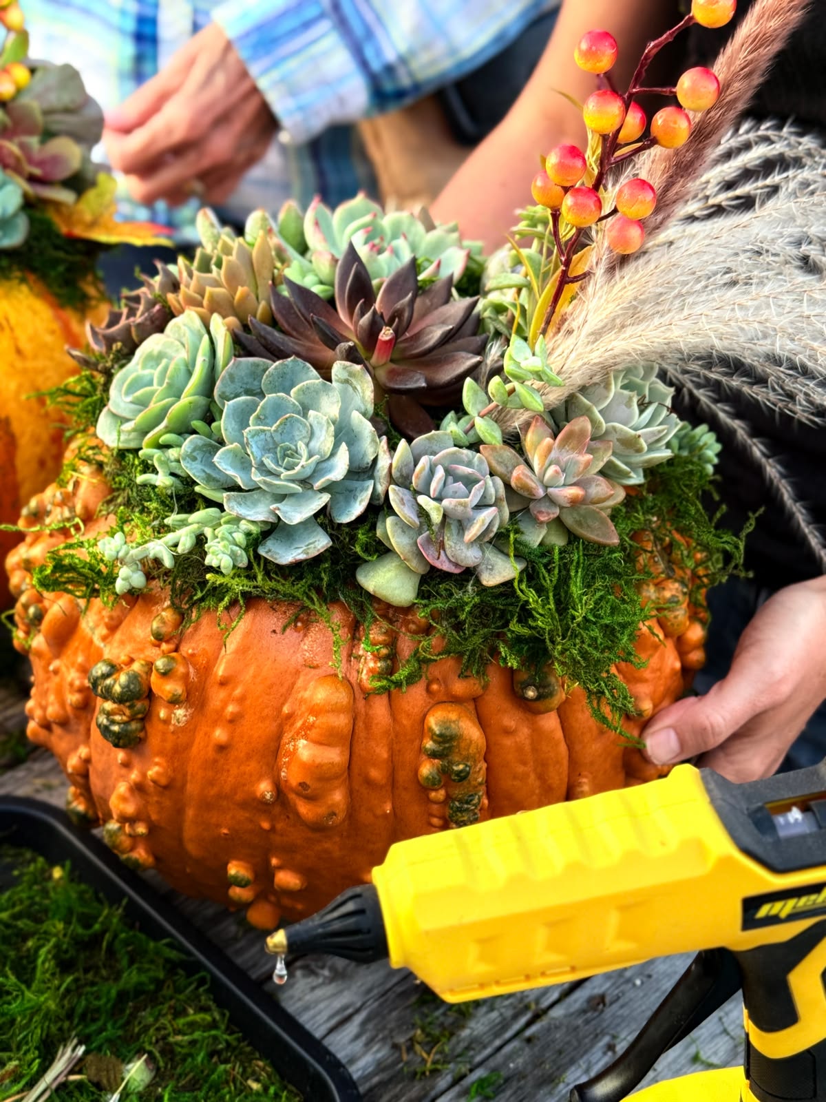 Pumpkin Succulent Workshop