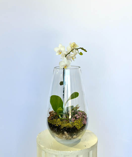 Mini Orchid Terrarium
