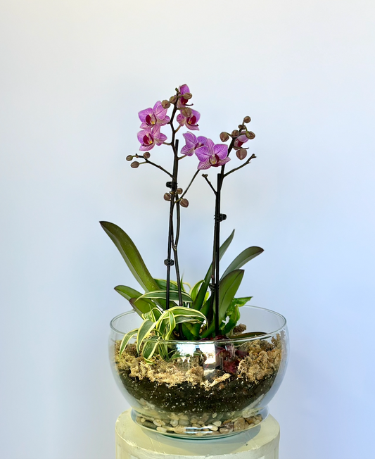 Orchid and Foliage Arrangement