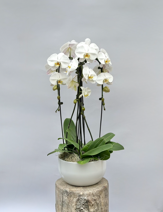 Cascading Orchid Arrangement