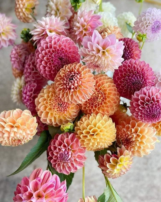 Design With Dahlias Workshop