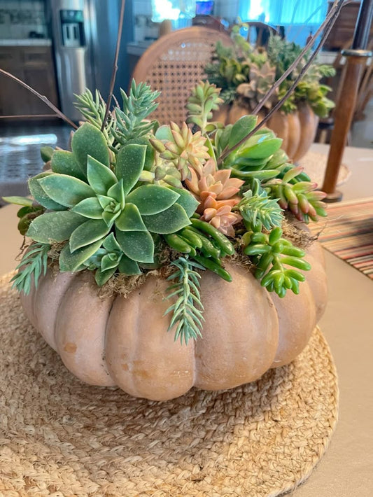 Pumpkin Succulent Centerpiece